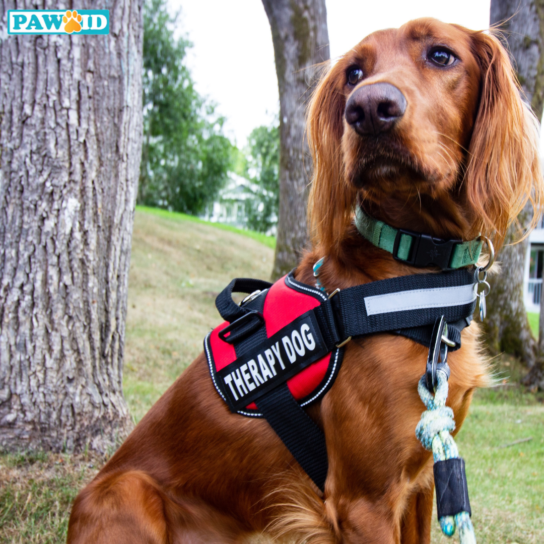 Dogs can help with health problems