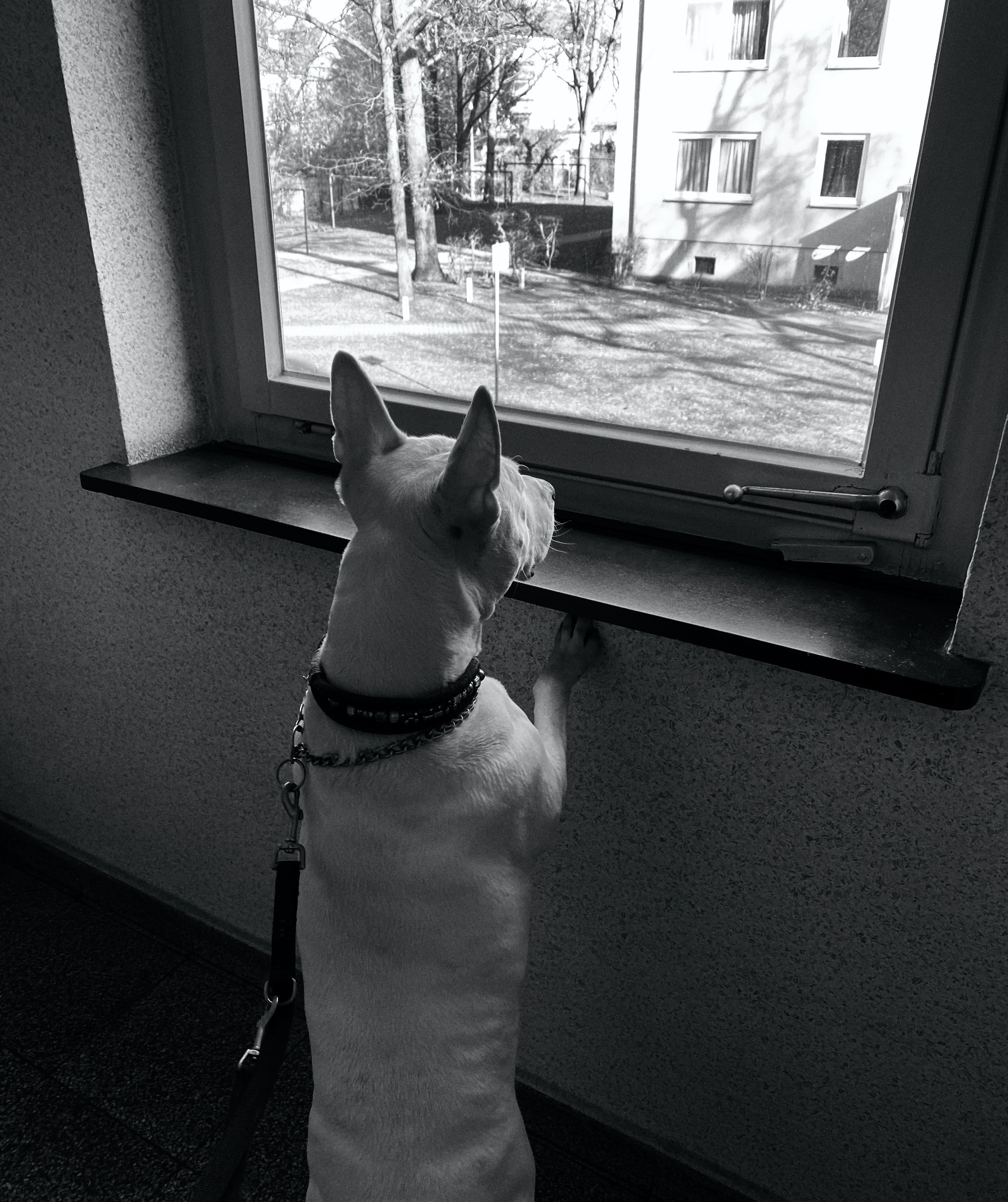 Why you shouldn't leave your dog home alone
