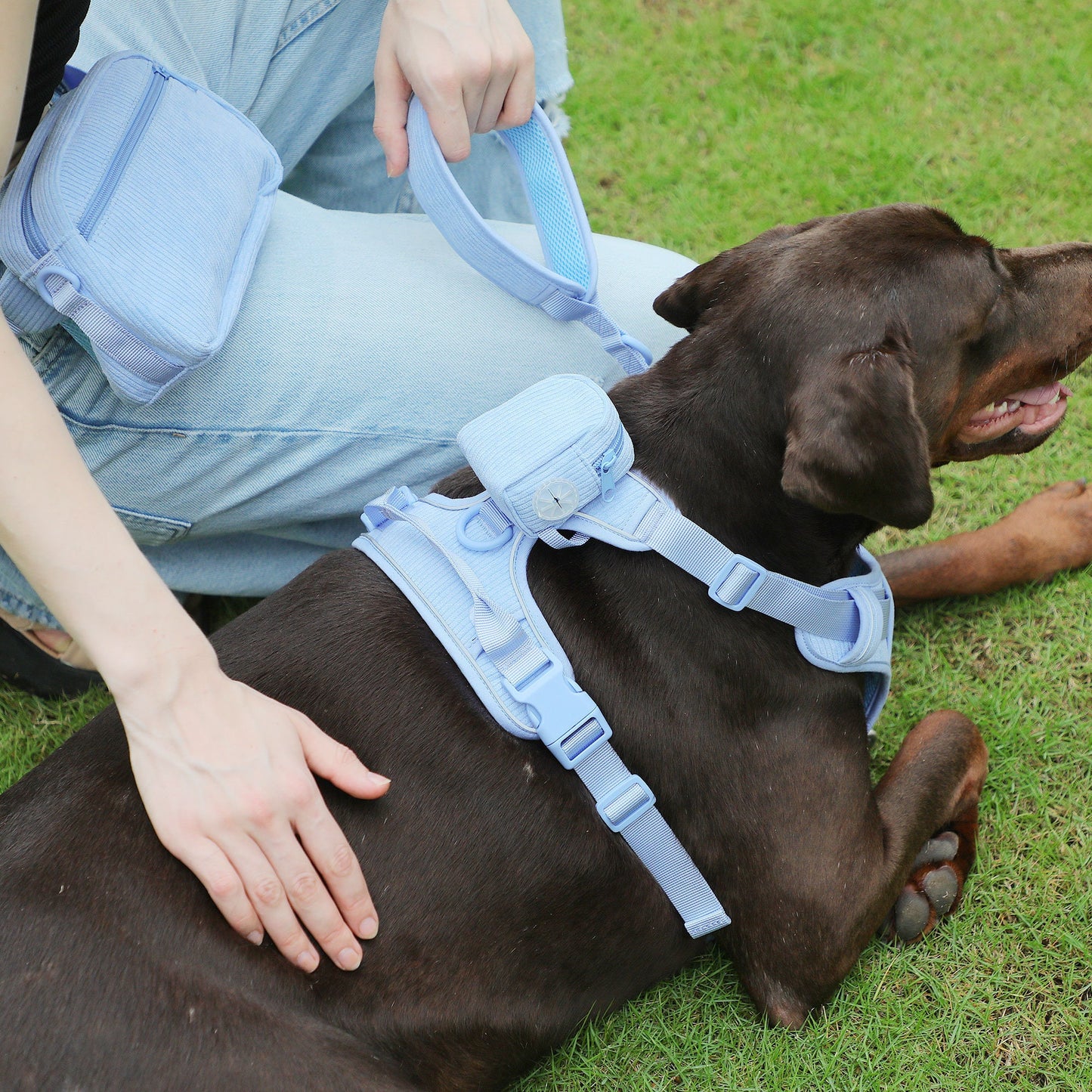 Personalised Dog Collar or Dog Harness Set - No Pull Dog Harness - Dog Leash - Poop Bag Holder - Treat Bag