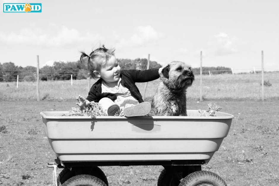 Dogs are as smart as a two-year-old child