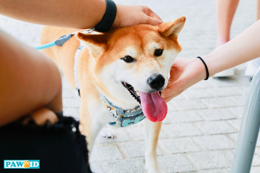 Petting dogs can lower your blood pressure