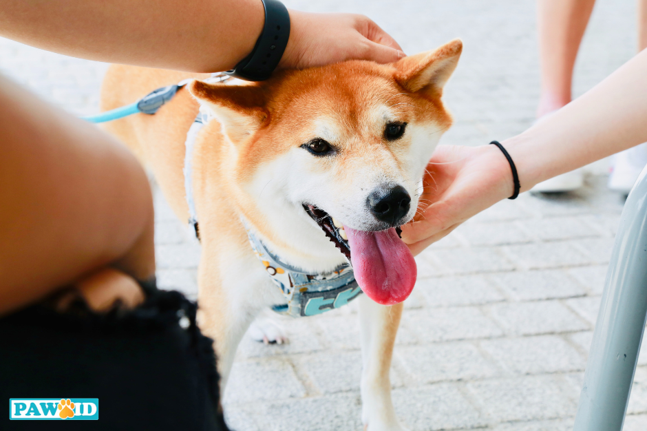 Petting dogs can lower your blood pressure