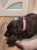 Personalized Protection: The Benefits of Embroidered Dog Collars for All Breeds