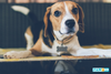 Dog tail wags have multiple meanings