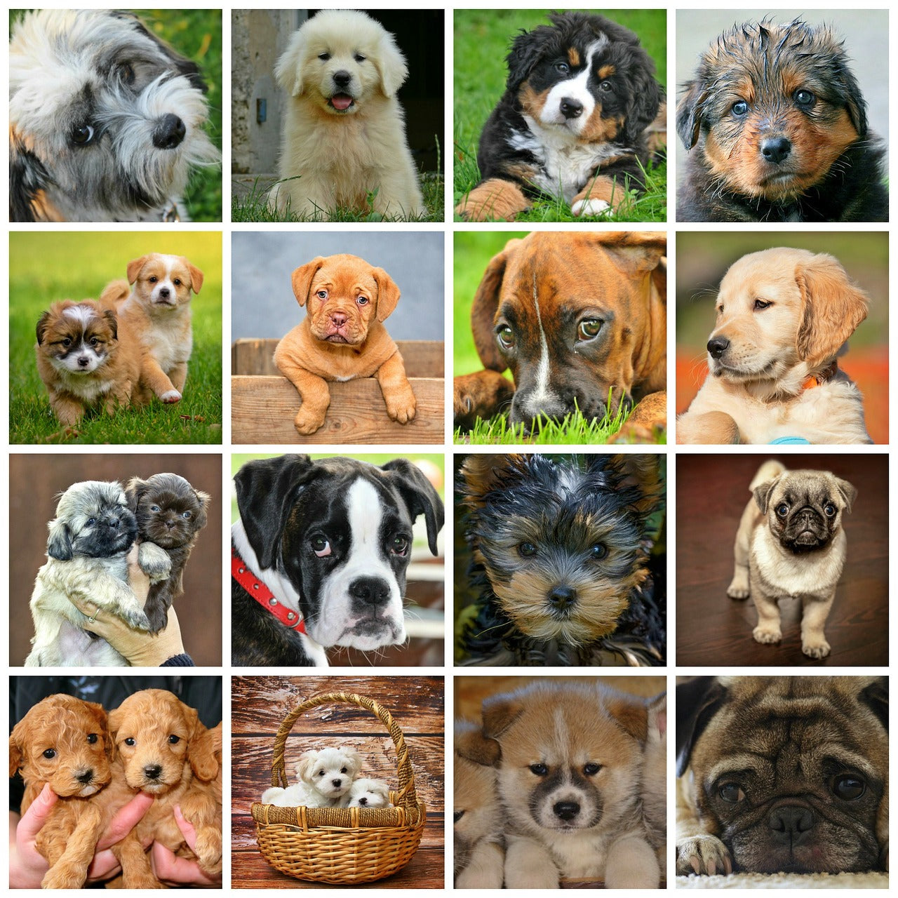 Dog Breed Size Chart: Neck Size, Girth, and Weight Range - Paw ID
