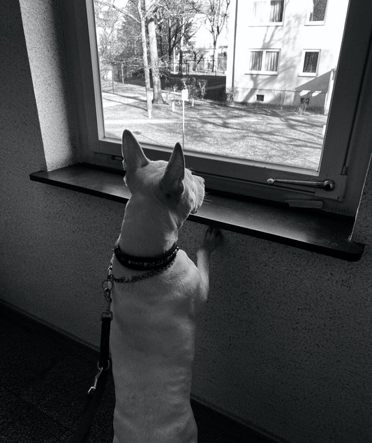 Why you shouldn't leave your dog home alone