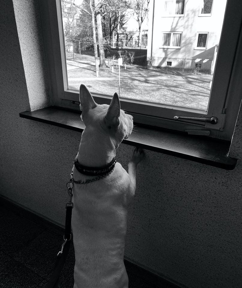 Why you shouldn't leave your dog home alone