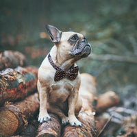 Dog Bowtie