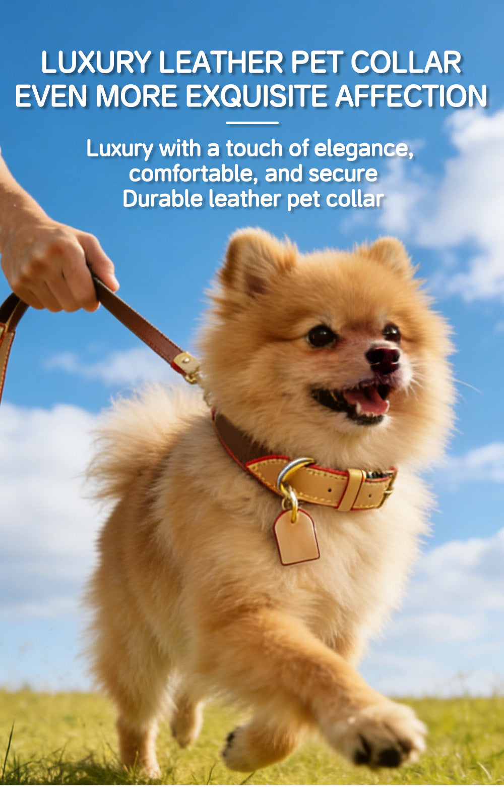 Luxury leather pet collar on a Pomeranian