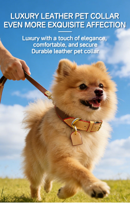 Luxury leather pet collar on a Pomeranian