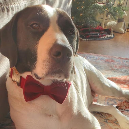 Velvet dog bow tie