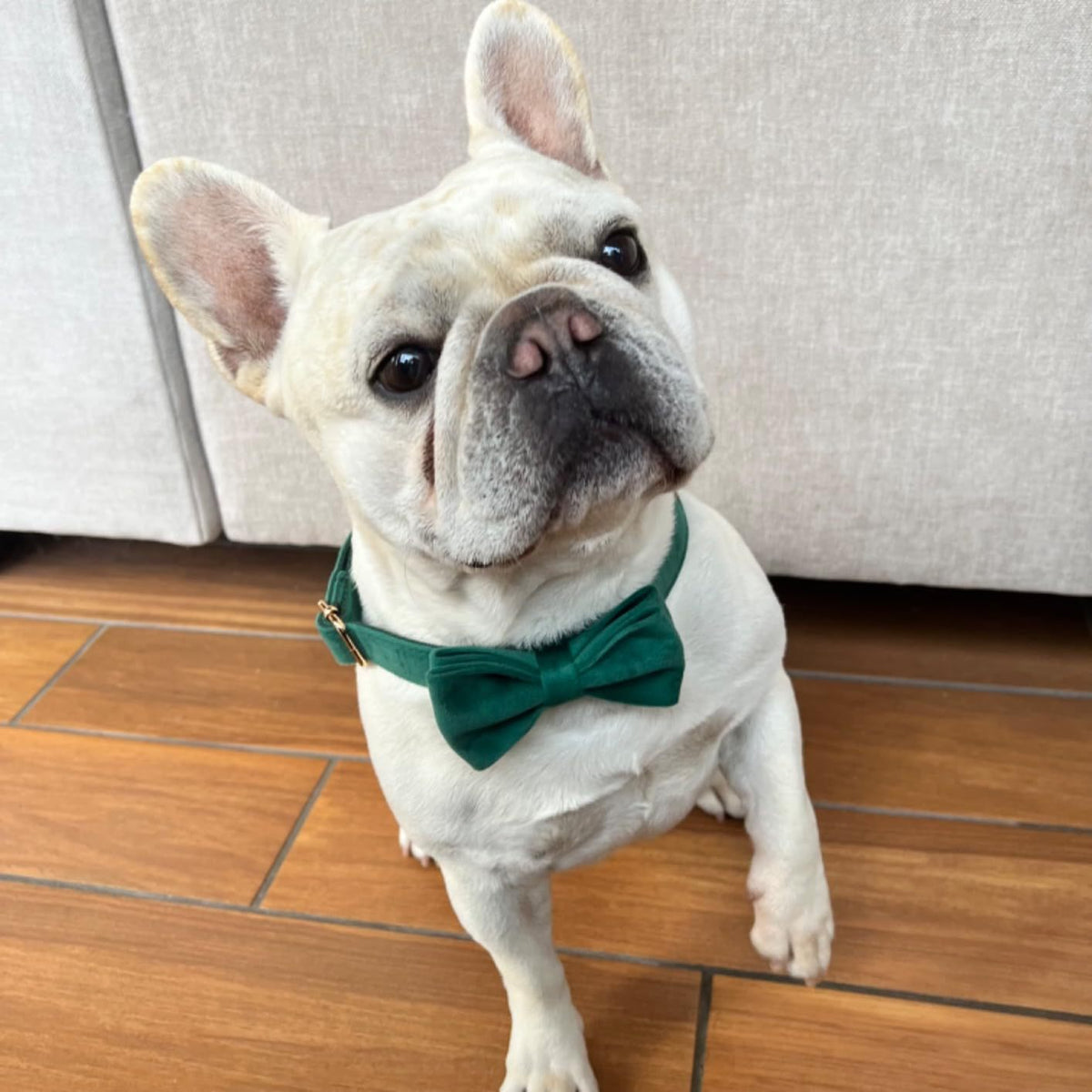 Velvet dog bow tie