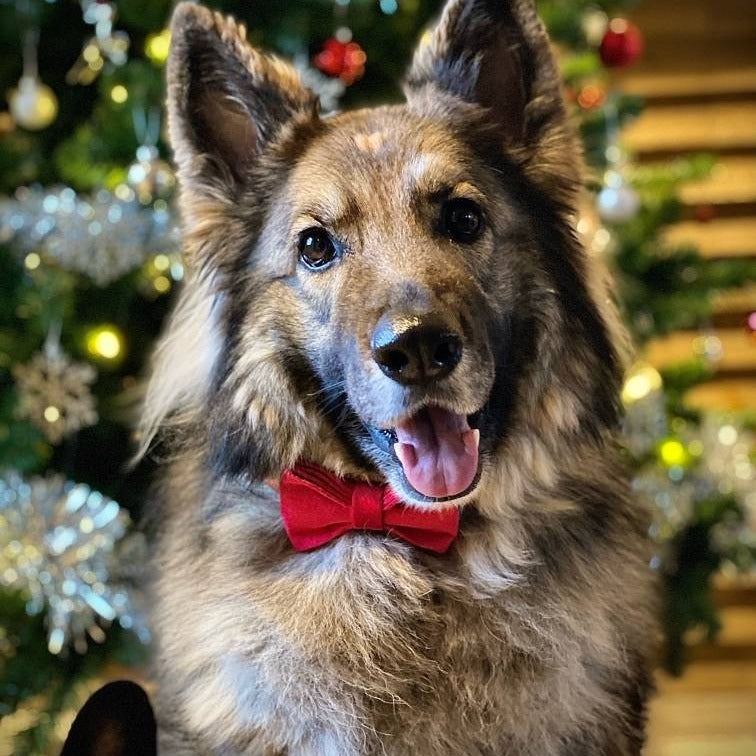 Velvet dog bow tie