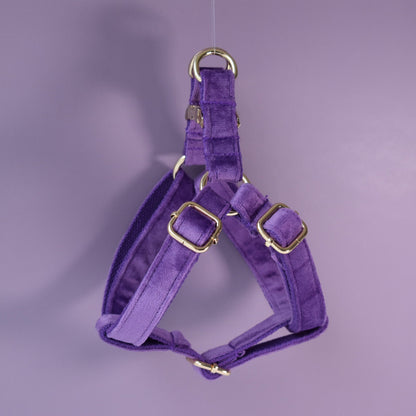 Purple thick velvet handmade girl or boy dog collar with engraved customizable buckle, Matching Bowtie, Flower, Leash