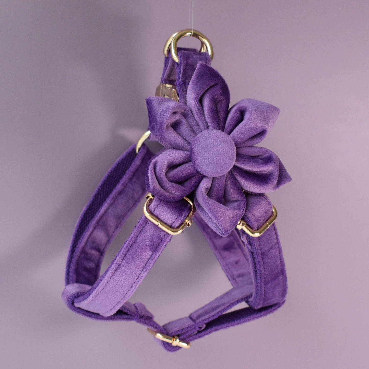 Purple thick velvet handmade girl or boy dog collar with engraved customizable buckle, Matching Bowtie, Flower, Leash