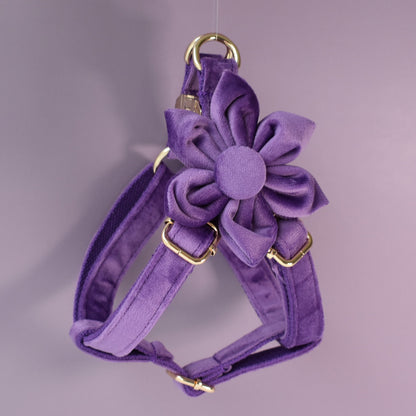 Purple thick velvet handmade girl or boy dog collar with engraved customizable buckle, Matching Bowtie, Flower, Leash