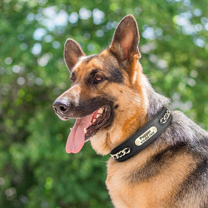 Personalised laser engraved genuine leather golden chain deco dog collar for small to large dogs