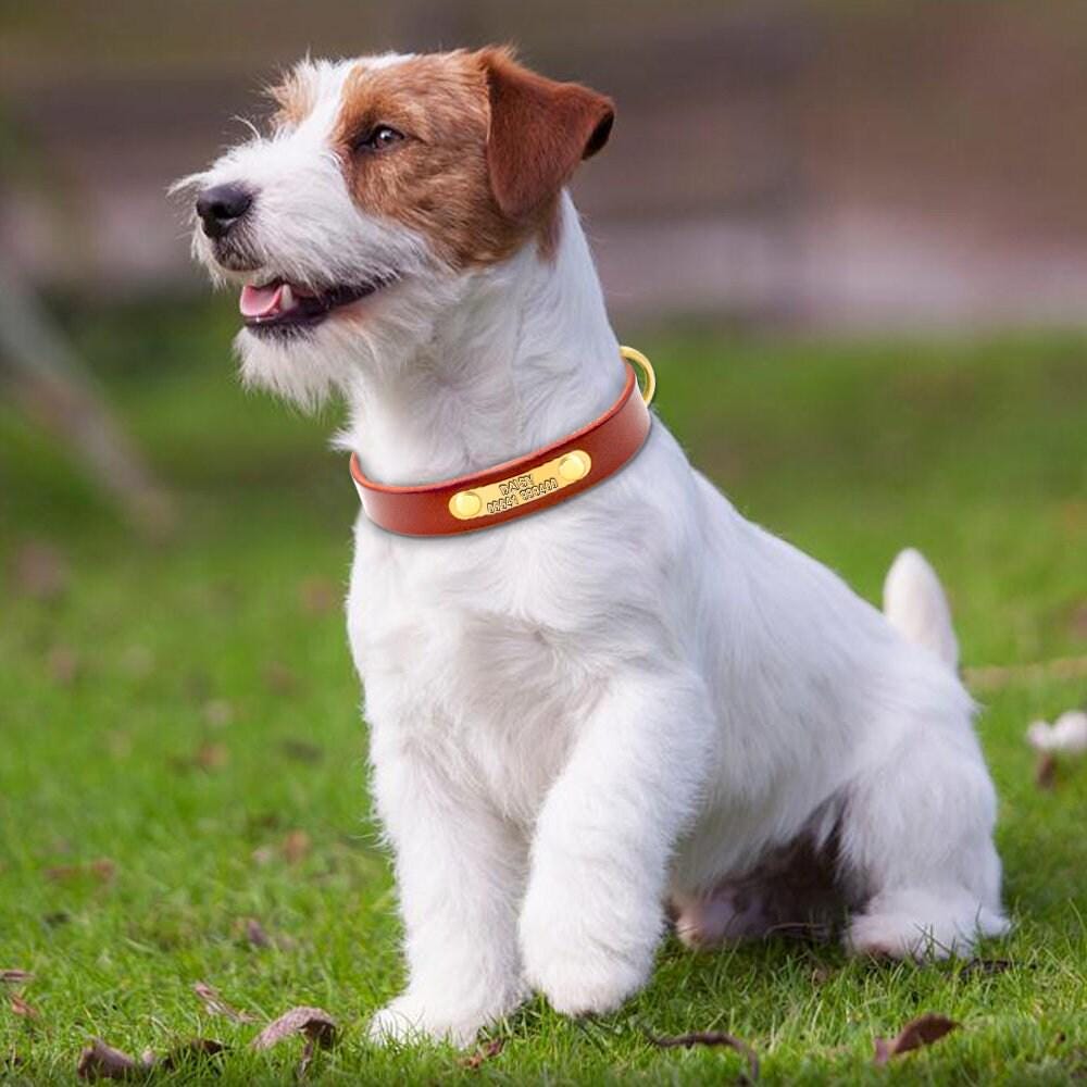 Leather dog collar Personalised classic genuine brown leather (gold/silver buckle) * custom dog collar with nameplate