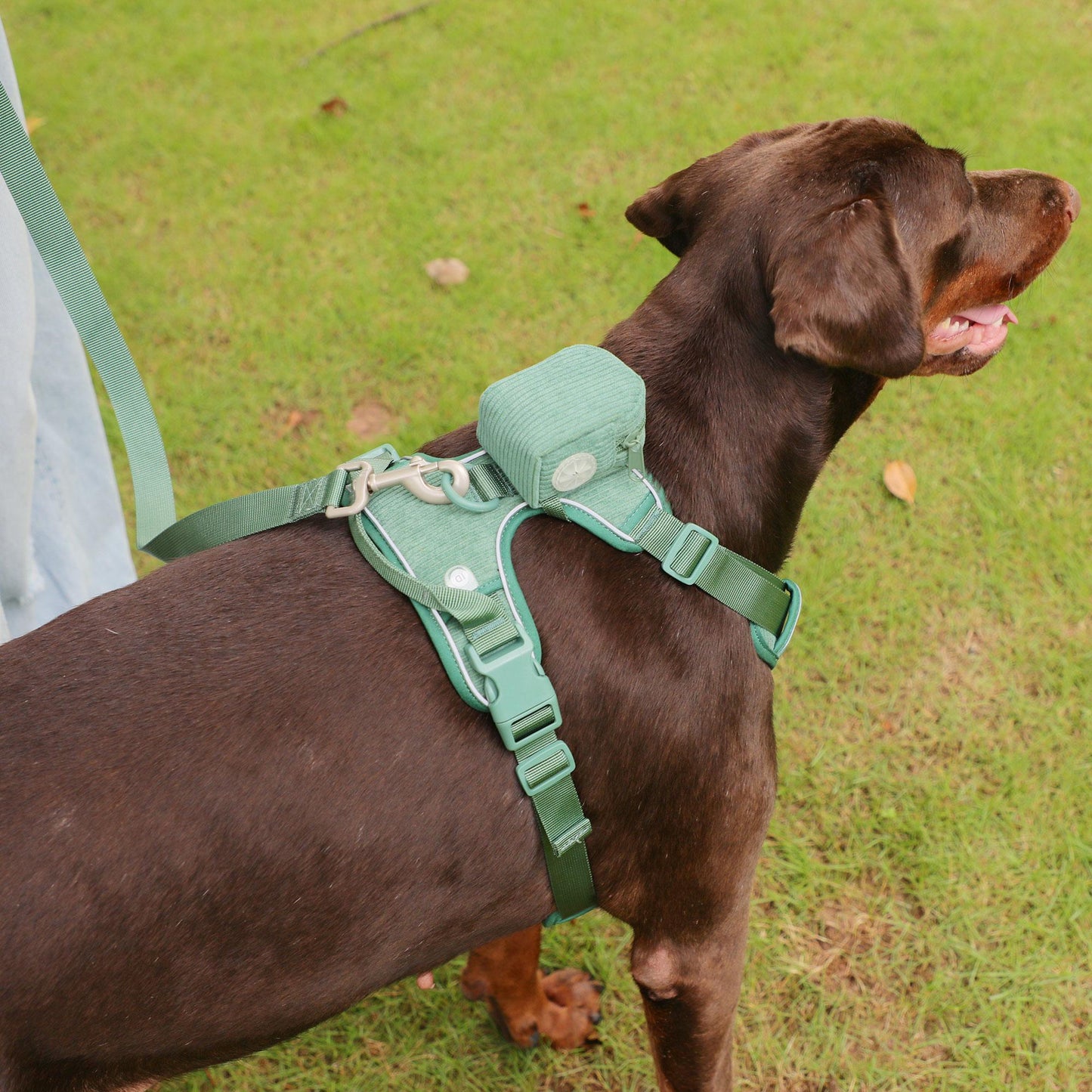 Personalised Dog Collar or Dog Harness Set - Green No Pull Dog Harness - Dog Leash - Poop Bag Holder - Treat Bag