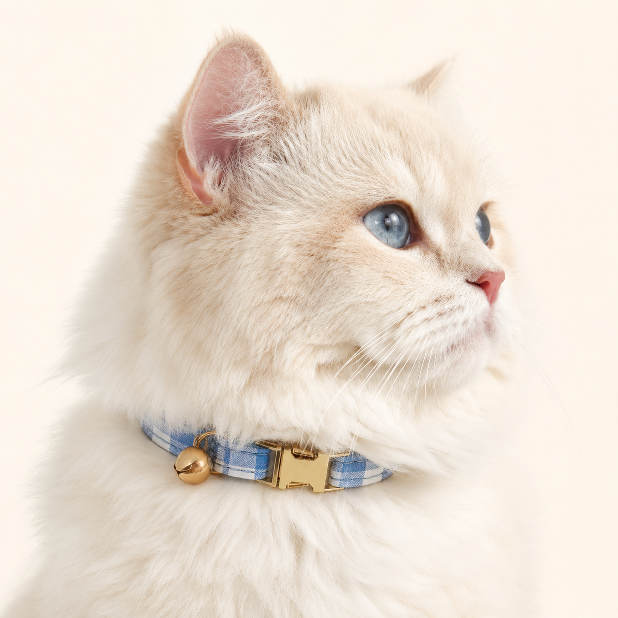 Cream cat wearing Plaid Tartan Cat Collar in blue