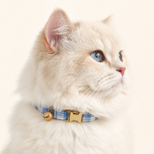 Cream cat wearing Plaid Tartan Cat Collar in blue