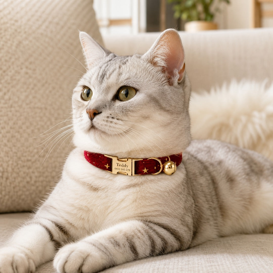 Cream British shorthair on sofa wearing Velvet Golden Star Cat Collar