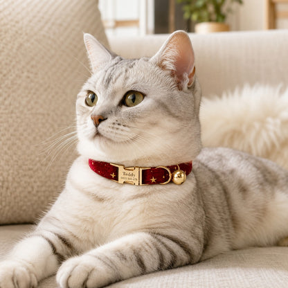 Cream British shorthair on sofa wearing Velvet Golden Star Cat Collar
