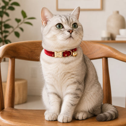 Cream cat on wooden chair wearing Velvet Golden Star Cat Collar