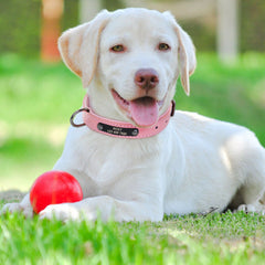 PU Leather Custom Dogs Collar
