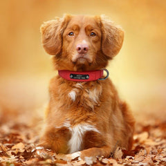 PU Leather Custom Dogs Collar