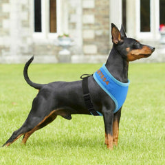 Dog Mesh Personalized No Pull Harness