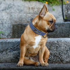 PU Leather Custom Dogs Collar