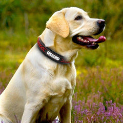 Personalized Leather Large Pet Collars