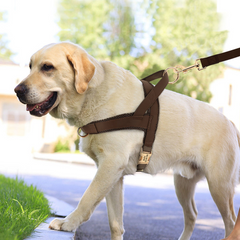 Personalized Engraved Handmade PU Leather Dog Collar, Leash, Harness featuring a Nylon Inner Webbing and Metal Buckle