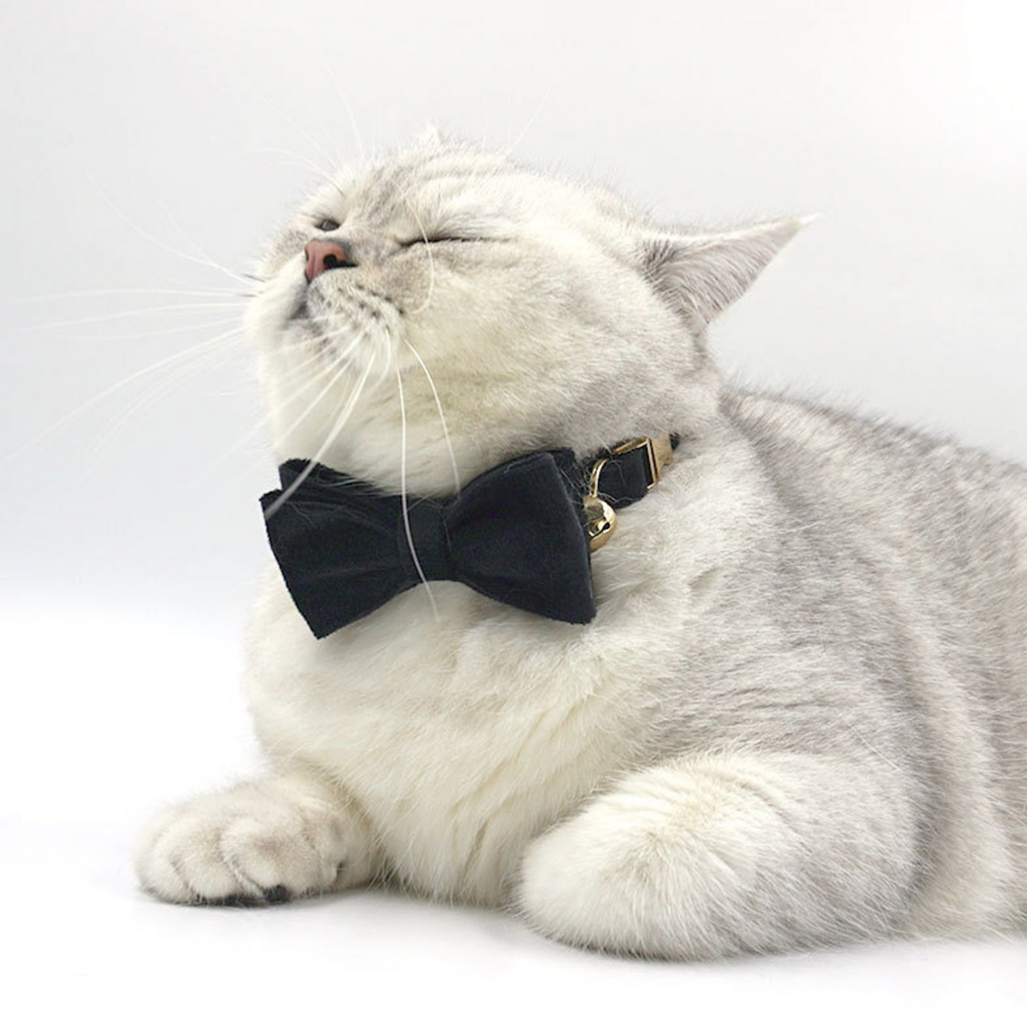 Personalised Thick Velvet Cat Puppy Small Dog Collar with Detachable Bowtie Free Name Engraving