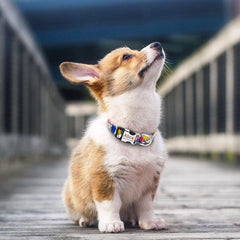 Laser Engraved Nylon Abstract Dog Collar