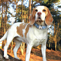 Laser Engraved Nylon Abstract Dog Collar