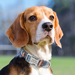Folk Style Personalized Dog Collar