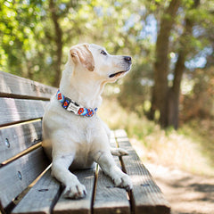Vibrant Diamond Pattern Dog Collar