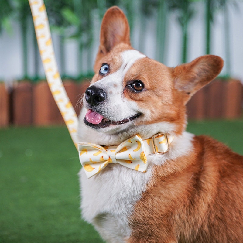 Personalised Dog Collar with matching Bowtie, Leash and Step in Harness in Yellow Banana Pattern, Trendy for All Occasions