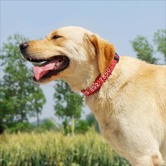 Personalised Dog Collar Nylon Adjustable Embroidered Sparkle Pet Accessories